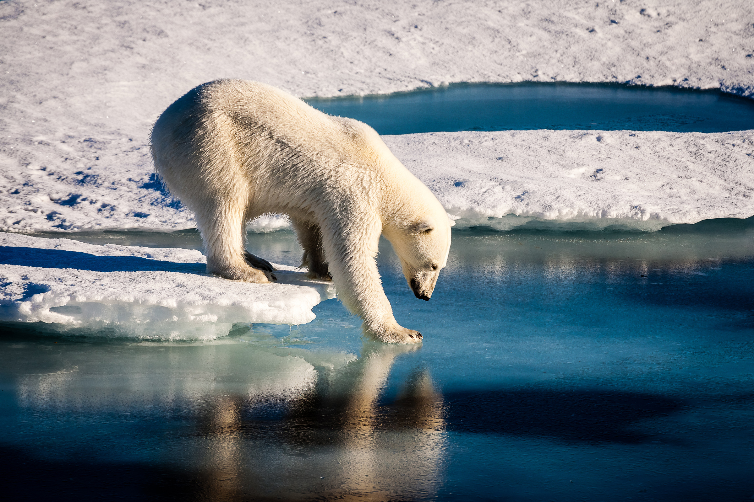 polar bear dipping paw in water